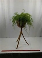 Asparagus fern in woven and wooden plant stand