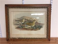 Shore bird print in Victorian frame