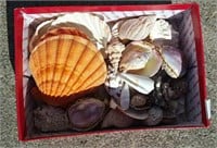 Box of Assorted Seashells