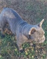 FRENCH BULLDOG - M- 04-23-2017