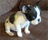 FRENCH BULLDOG - M- 12-10-2017