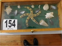 10x12 display case with shell collection