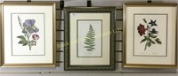 Lot of 3 plant classification framed pictures