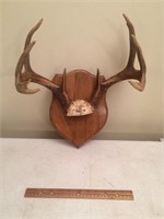 8 - 10 Point Antler Taxidermy Mount