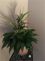 Plant w/ Vase