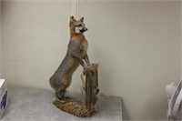 Gray Fox Full Body Mount