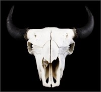 Great American Montana Trophy Buffalo Skull