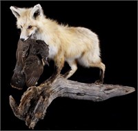 Montana Grey Fox And Pheasant Mount