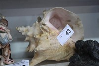 CONCH SHELL