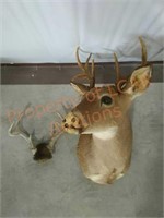 Deer Head and Antlers