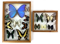 Shadow Box Framed Aruba Butterflies