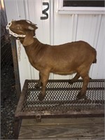 DOE Red Goat tag 0021 Boer 50% DOB 1/7