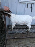 Doe Goat - White tag 0023 Traditional Boer 75%