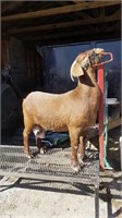 Registered 75% Boer goat DOB 11/26/16