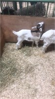 Mix dairy goat doe back number 11