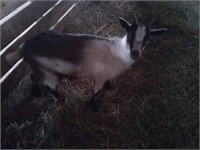 MN show Goats back  #9