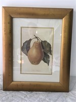 Framed Picture of A Pear