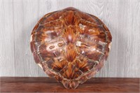 Naturally Collected Tortoise Shell