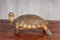 Taxidermy Terrapin Turtle