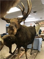 Taxidermy Yukon Moose