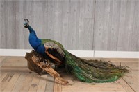 Taxidermy Peacock