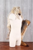 Woodsman Coyote Pelt Hat and Quiver