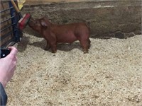 1-3 Duroc barrow  High Class x Lesson Plan