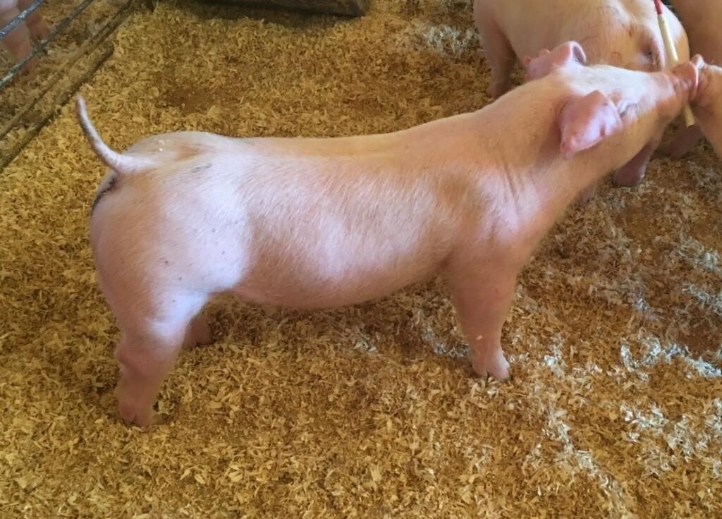 3/23/19  Pig Sale