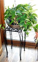 Ivy Plant/Stand