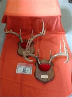 (2) antler mounts 8 point buck and 10 point buck