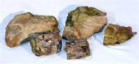 5 Pieces of Oregon Petrified Wood