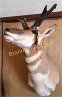 Shoulder Mount, Wide Pronghorn