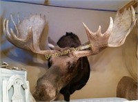 Shoulder Mount, Eastern Canada Moose