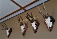 (4) European Roe Deer Mounts