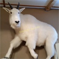 Life-Size Mount,  Rocky Mountain Goat