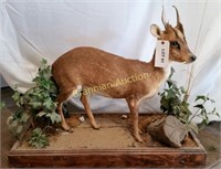 Life-Size Mount, Reeves Muntjac