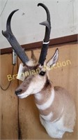 Shoulder Mount, Large Pronghorn