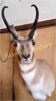 Shoulder Mount, Pronghorn