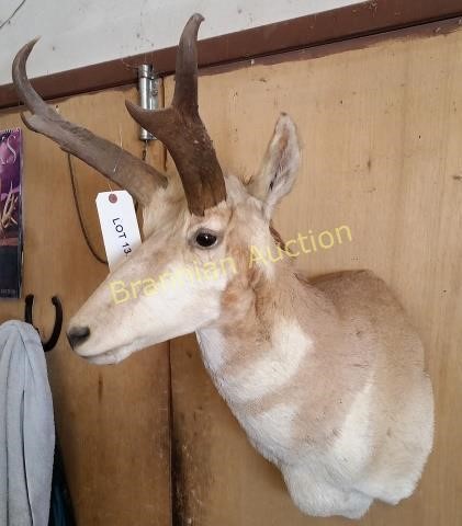 Lifetime Taxidermy Collection