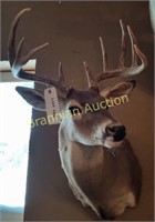 Shoulder Mount, Texas Whitetail Buck Deer