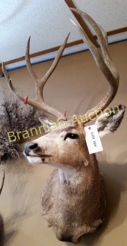 Lifetime Taxidermy Collection