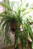 Large Clay Pot with Live Fern