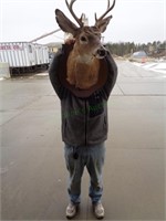 Professionally Mounted Deer Taxidermy