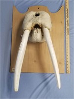 A beautiful headmount with bottom jaw bone