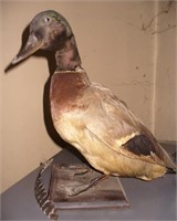 Vtg Taxidermy Mallard Duck