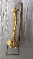 DOCTORS SPINE MODEL 36” TALL