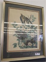 Carolina Pigeon or Turtle Dove Print-John Audubon
