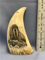Largest whale tooth we've ever had to sell, 7.5" l
