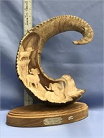 Fabulous Dahl sheep horn, huge by Tom Cooper, has