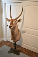 Water buck on decorative metal stand